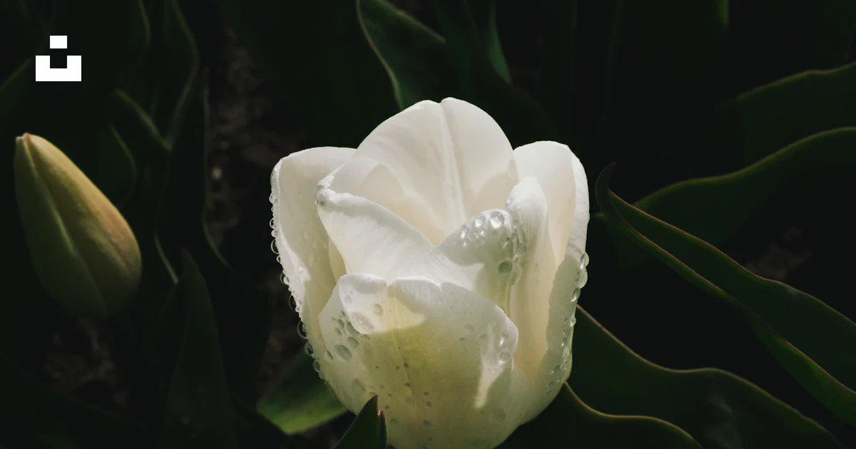 A group of white flowers with green leaves photo – Free Nature Image on ...
