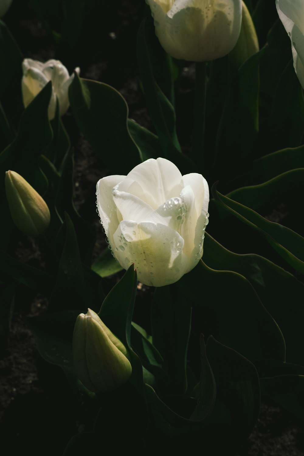 a group of white flowers with green leaves