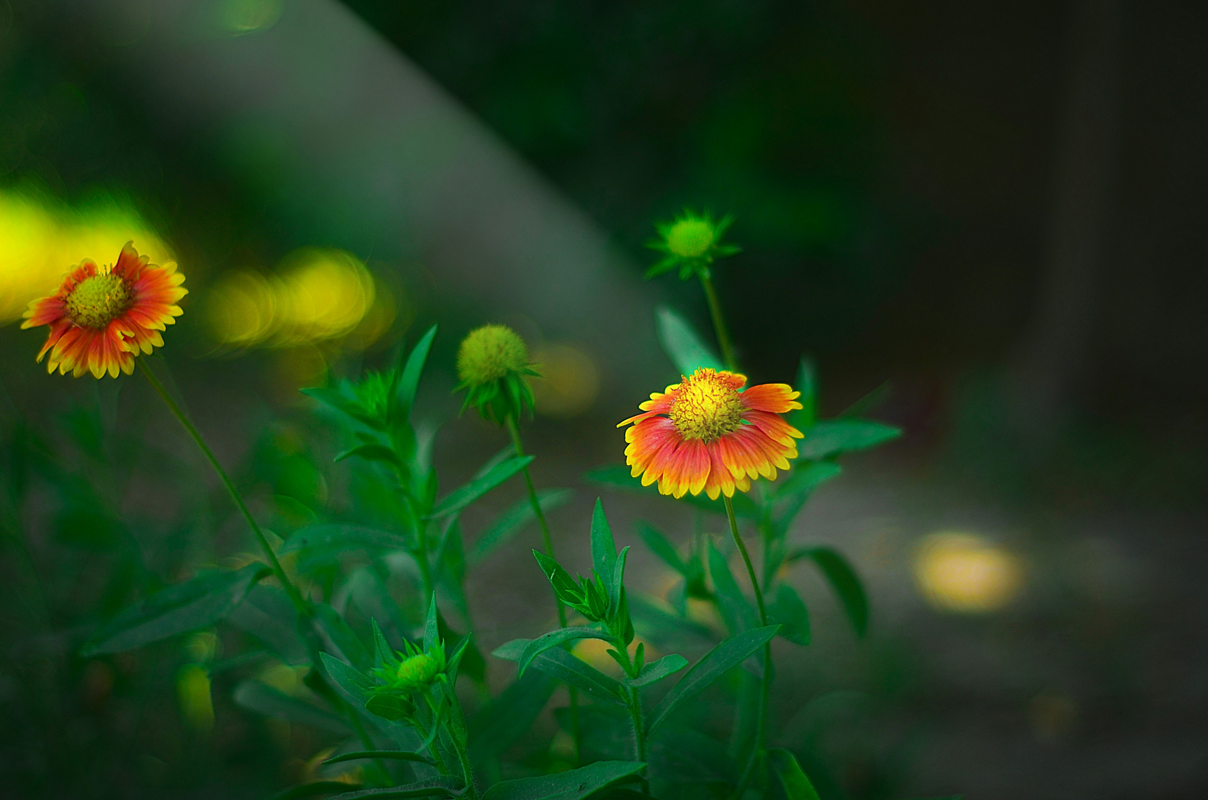 Photo by shaniphotos