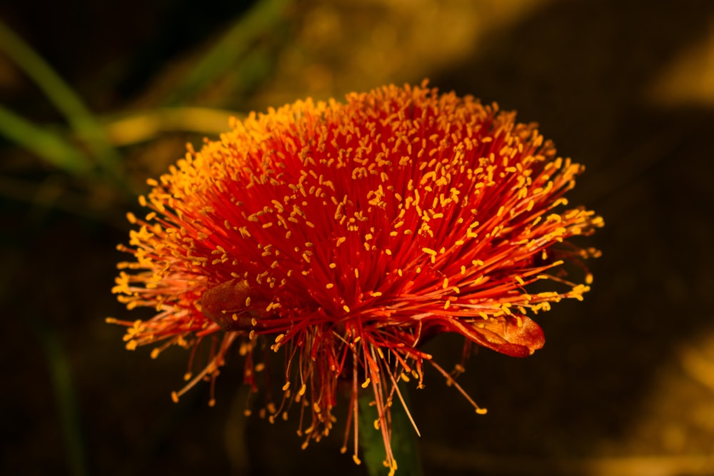 a close up of a red and yellow flower