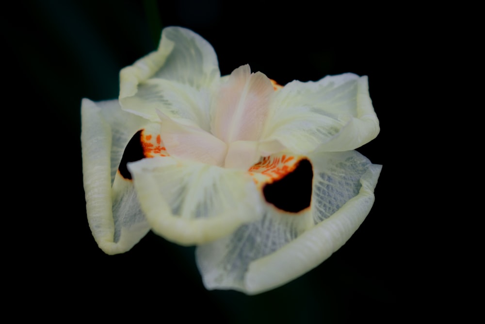 a close up of a flower with a black background