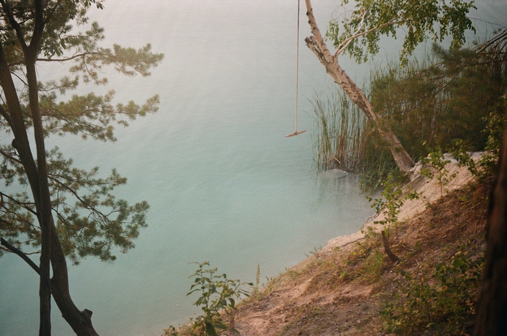 a body of water with trees on the side of it