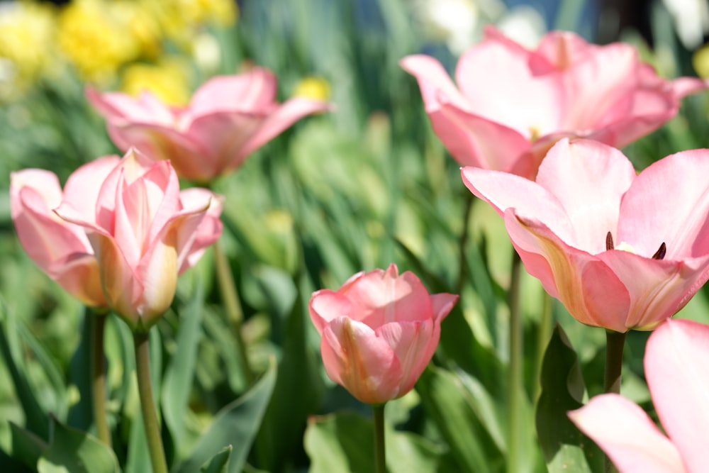 a bunch of pink flowers that are in the grass