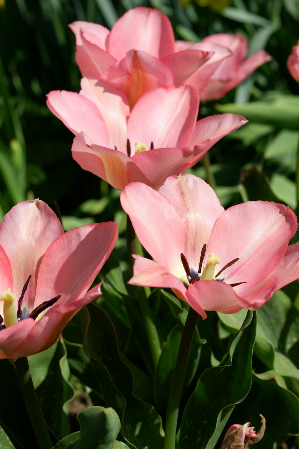 a group of pink flowers in a garden