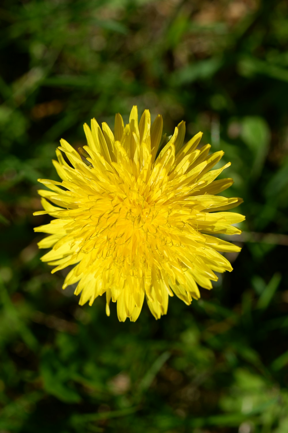 a close up of a yellow flower in a field