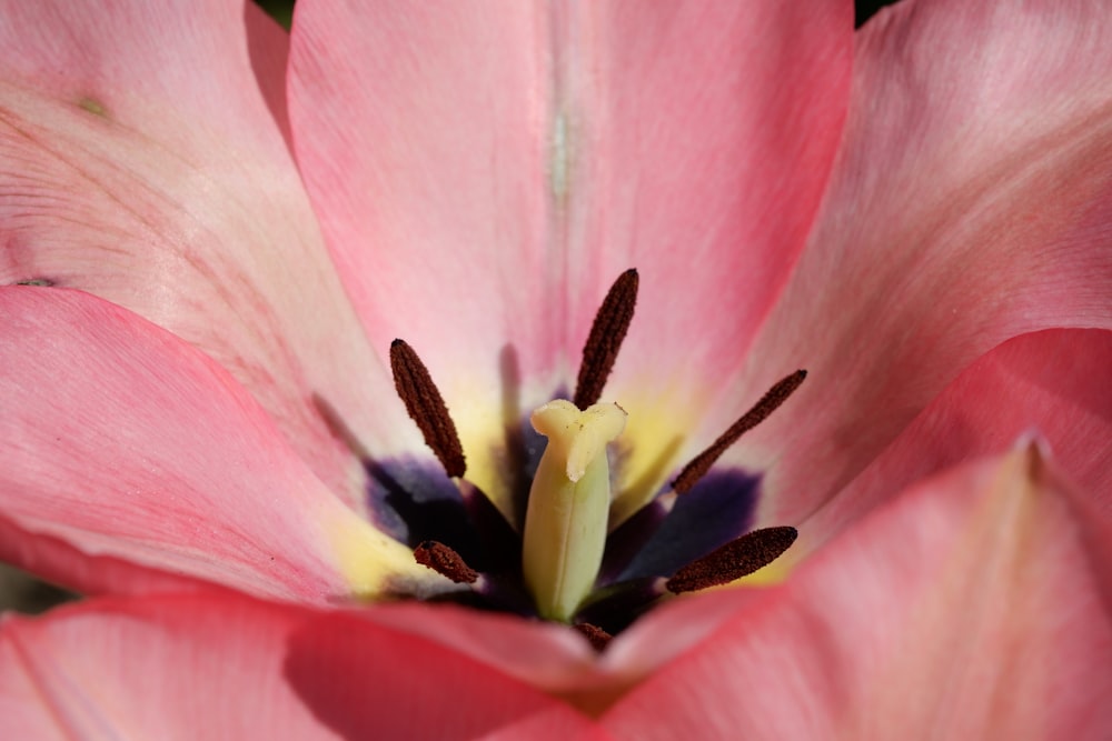 a close up view of a pink flower