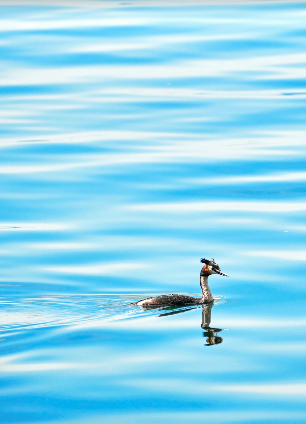 a bird floating on top of a body of water