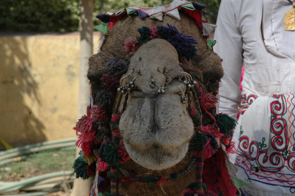 a close up of a camel wearing a headdress
