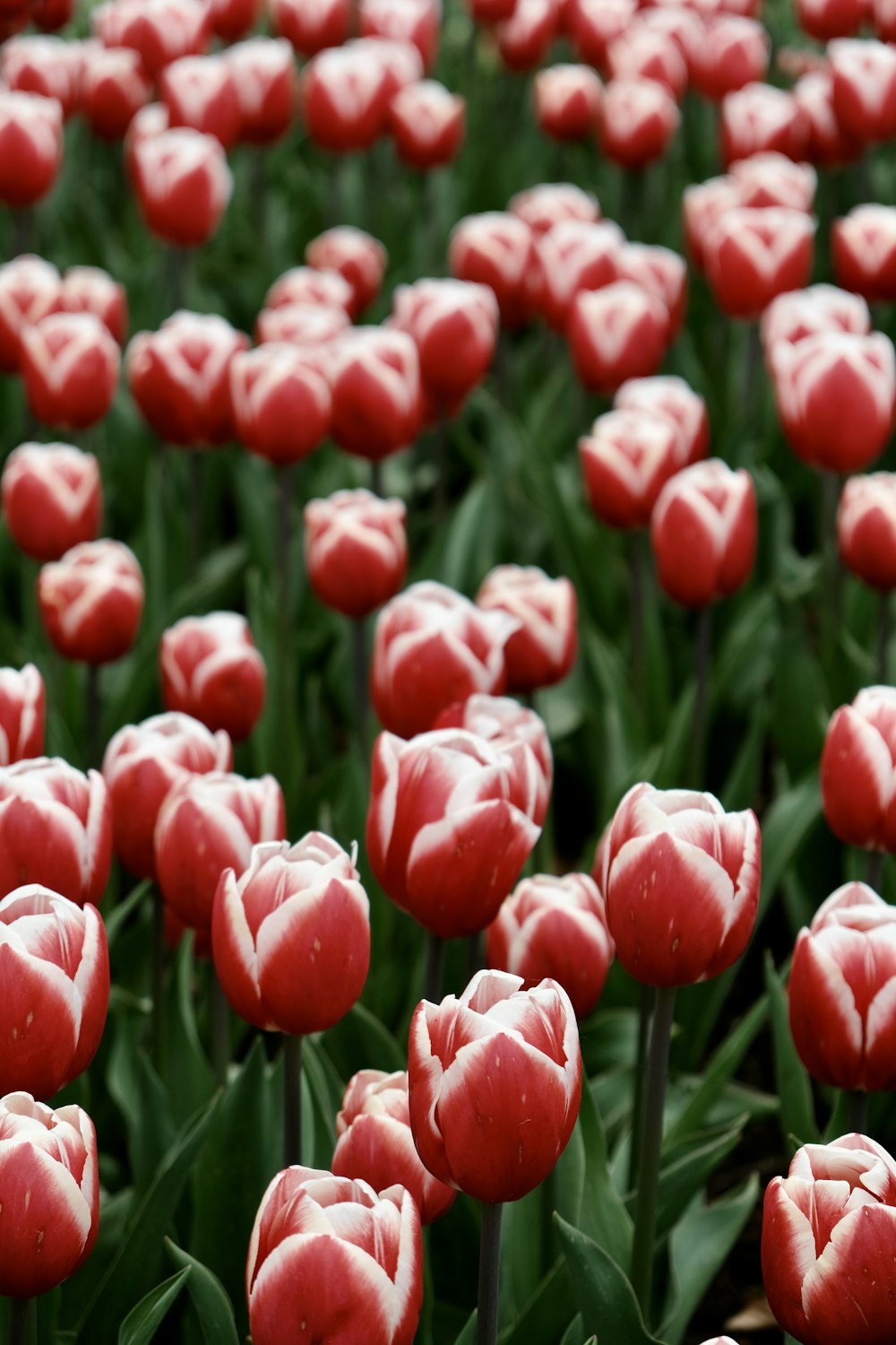 a field of red tulips with green leaves