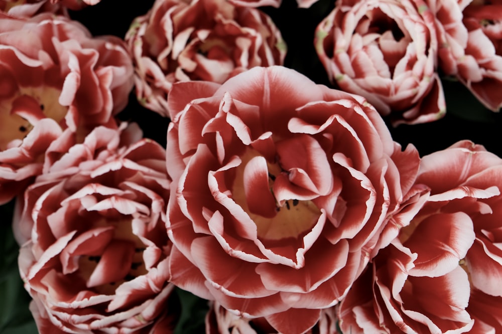 a close up of a bunch of pink flowers