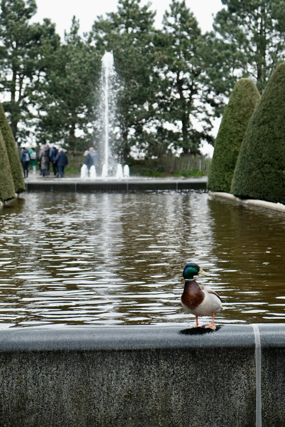 a duck sitting on the edge of a pond