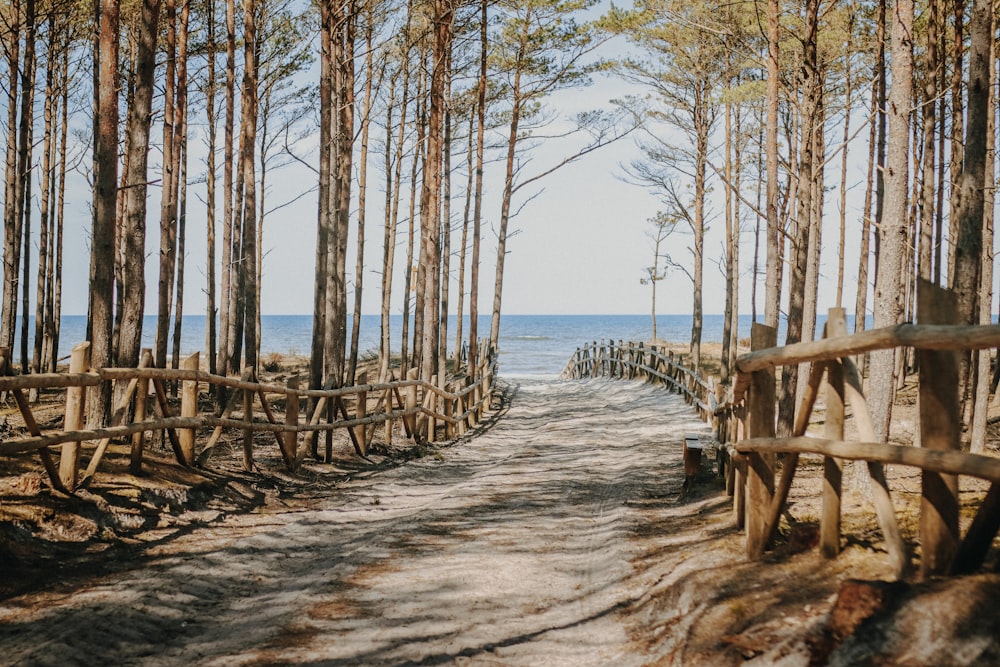 a path leading to a beach lined with trees