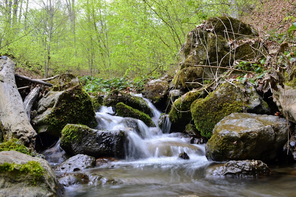 a small stream running through a lush green forest