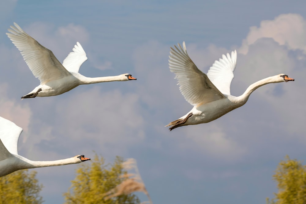two white swans flying in the sky with trees in the background