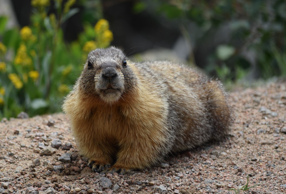 a groundhog sitting on top of a pile of dirt