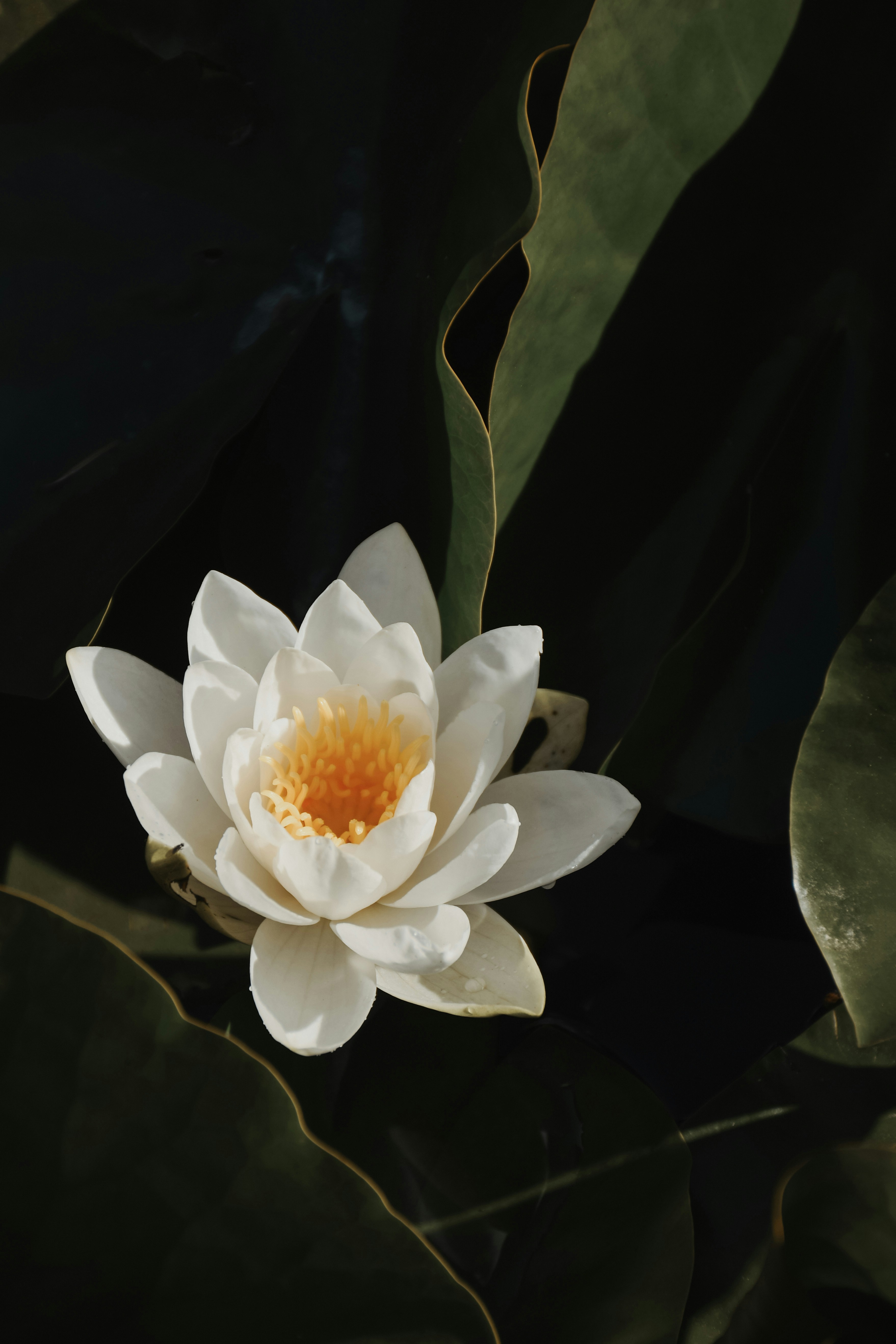 a white flower with a yellow center surrounded by green leaves