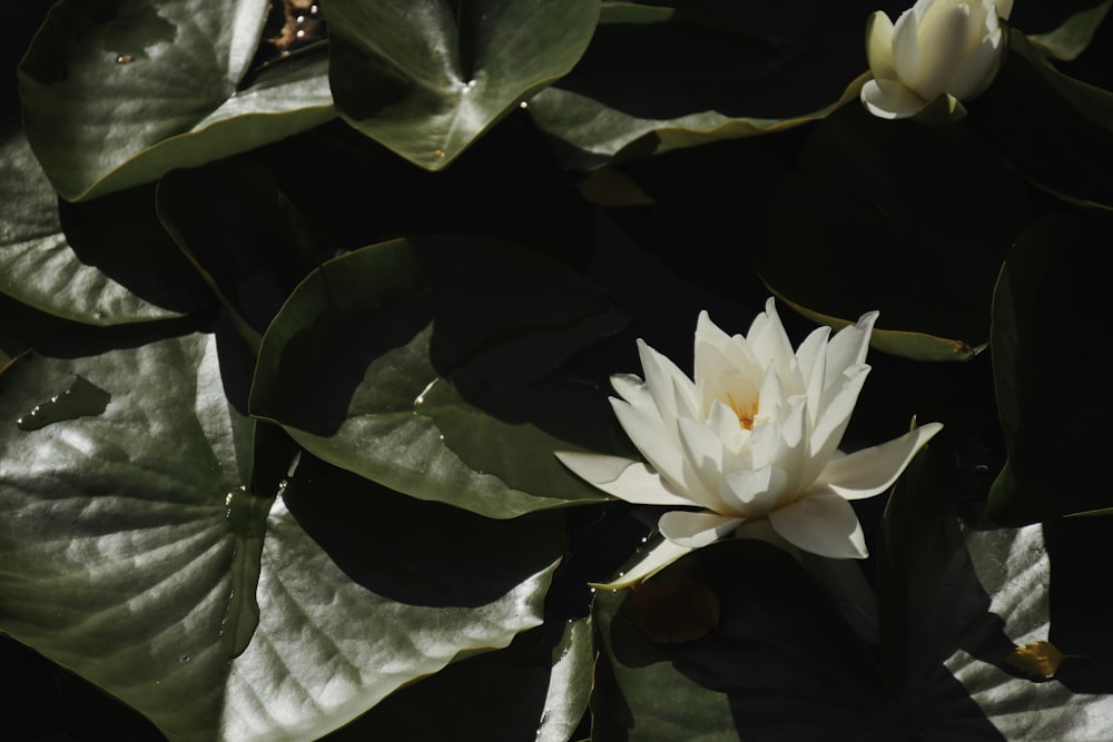 a white water lily in a pond surrounded by green leaves