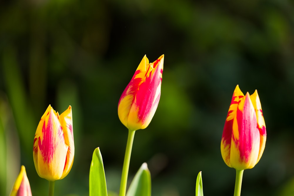 eine Gruppe roter und gelber Tulpen mit grünen Blättern