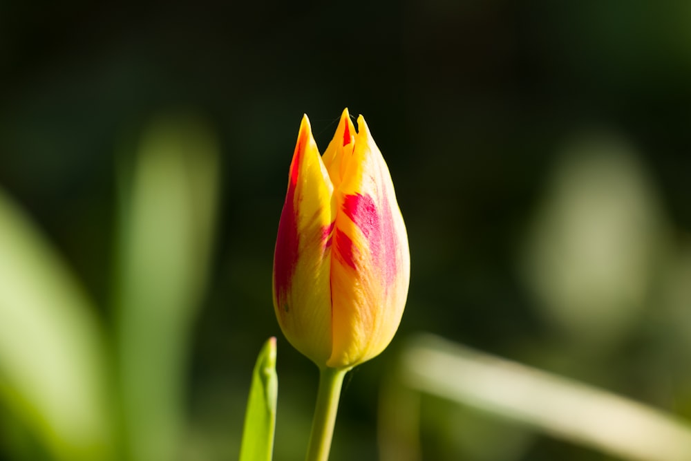 a single yellow and red tulip in a garden