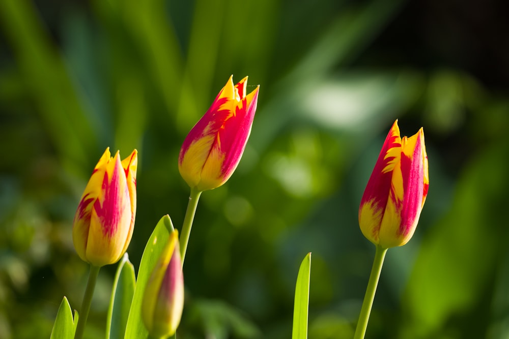 Três tulipas vermelhas e amarelas em um jardim