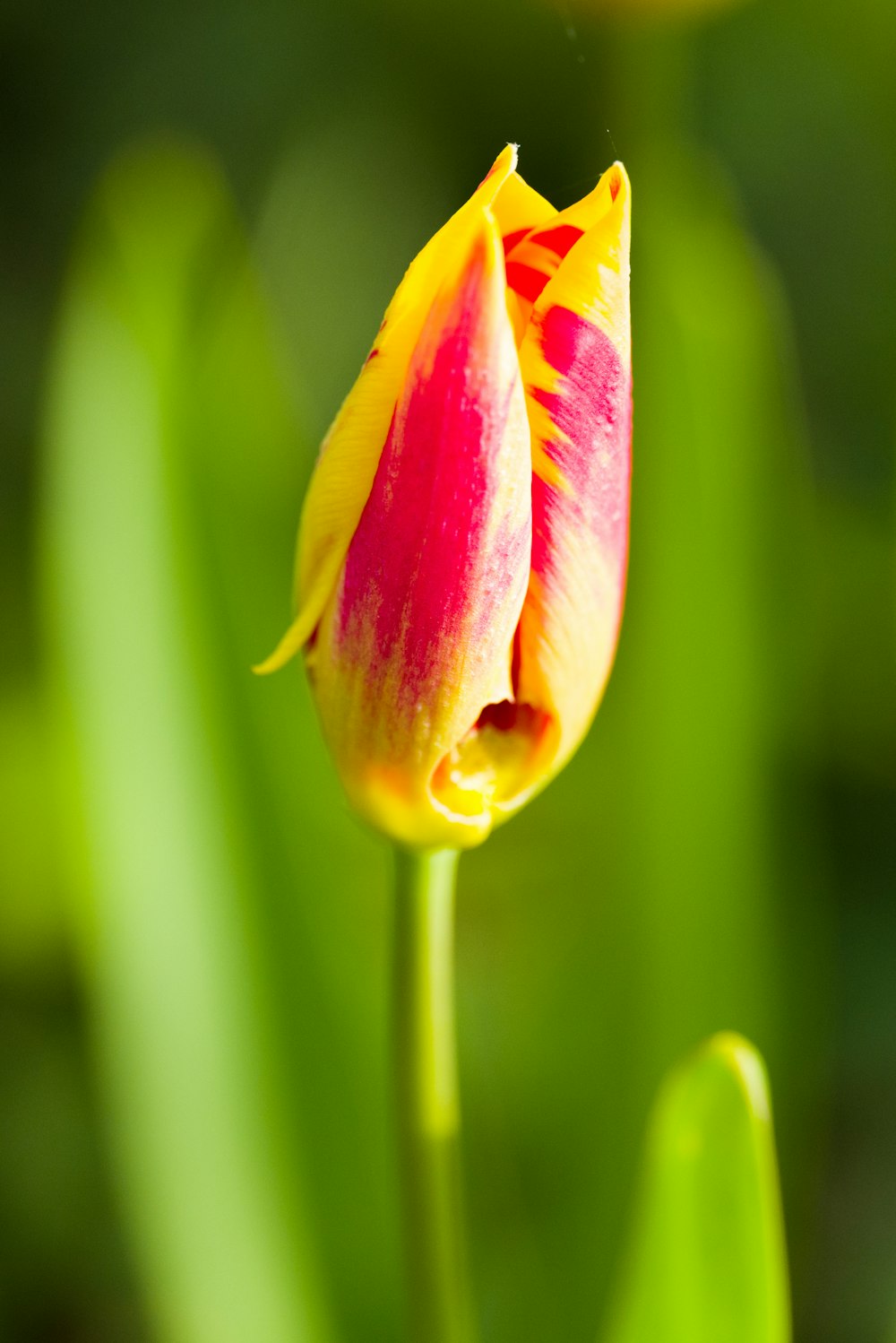 a close up of a flower with a blurry background