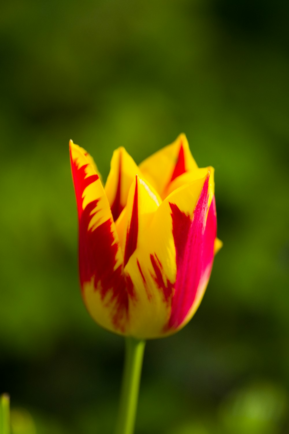 eine rot-gelbe Tulpe mit verschwommenem Hintergrund