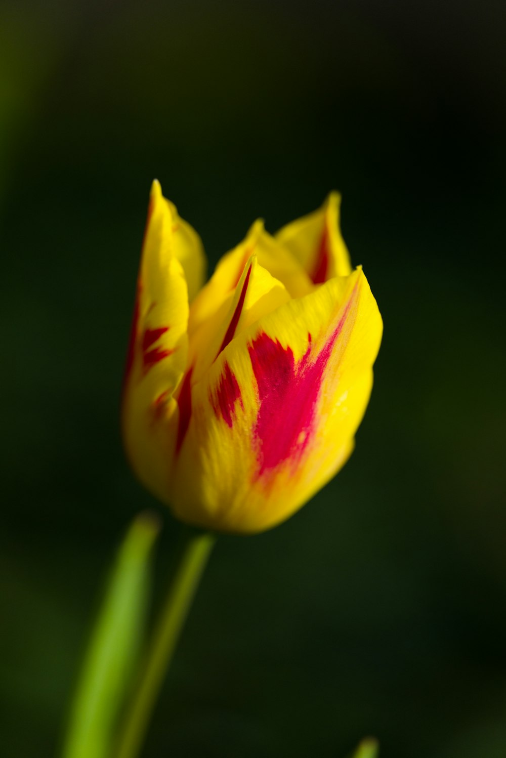 Nahaufnahme einer gelben und roten Blume