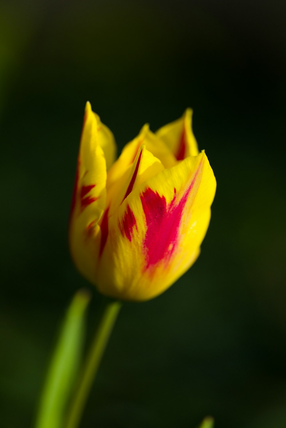 a close up of a yellow and red flower