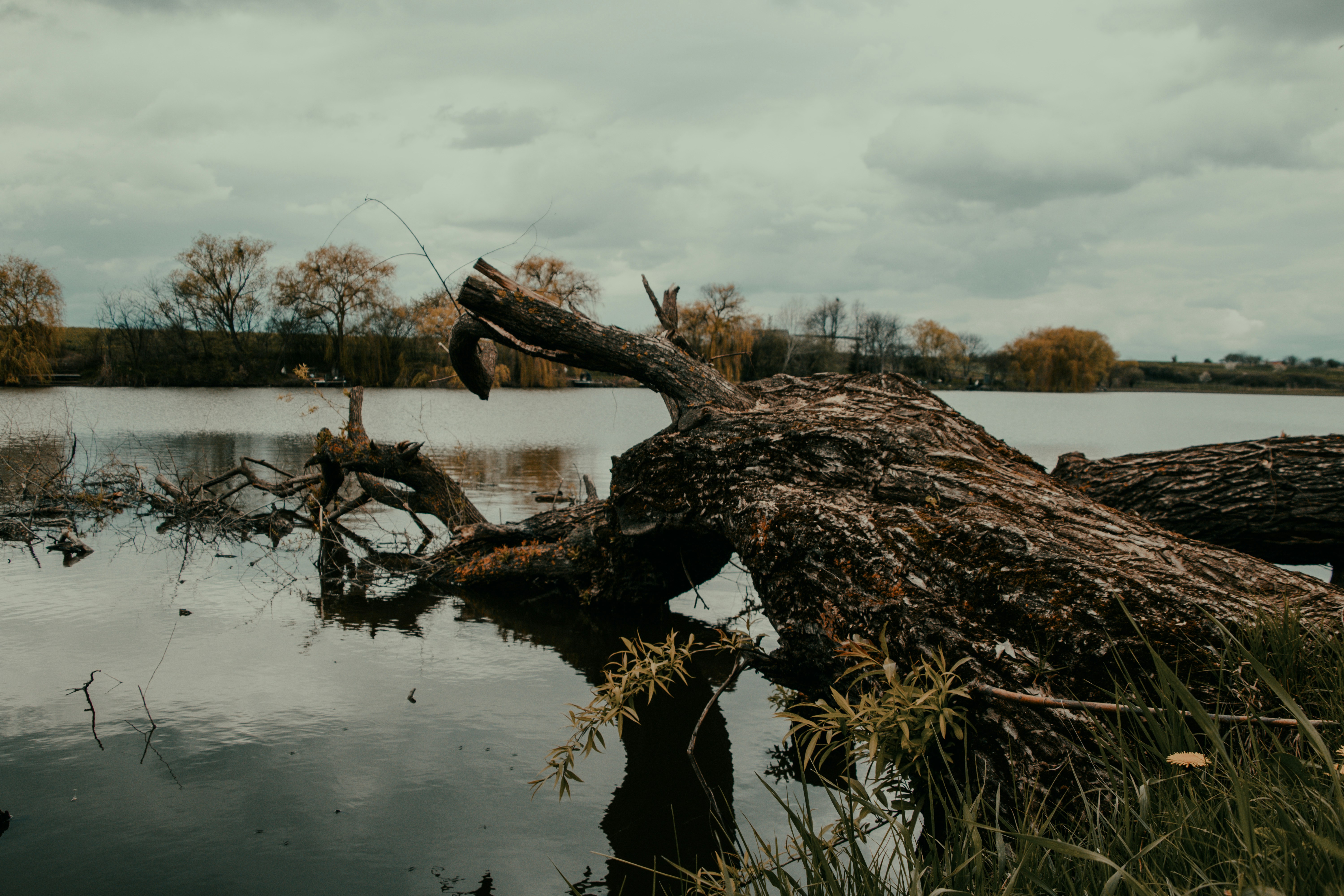 a fallen tree sitting in the middle of a lake