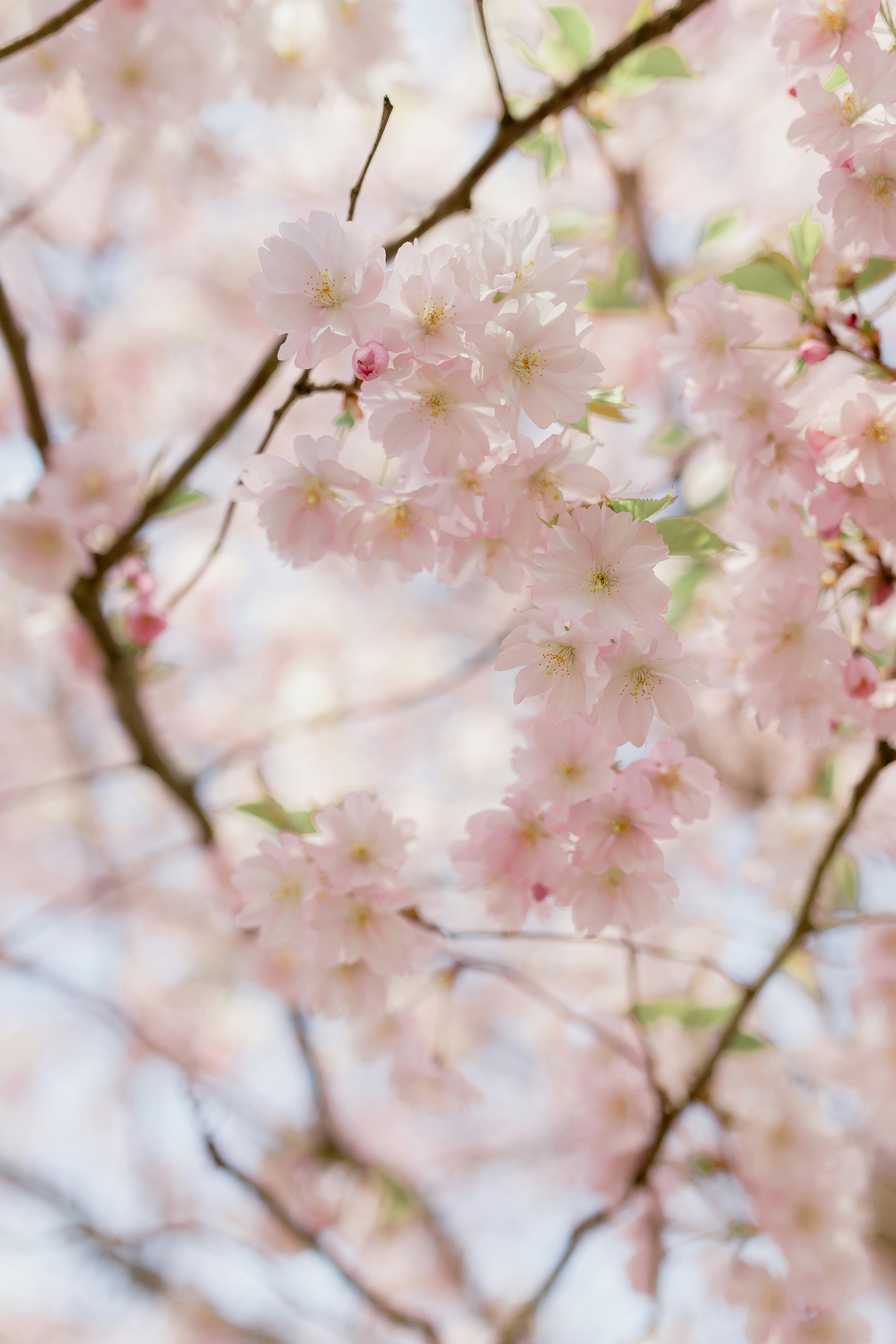 Photo by daiga_ellaby