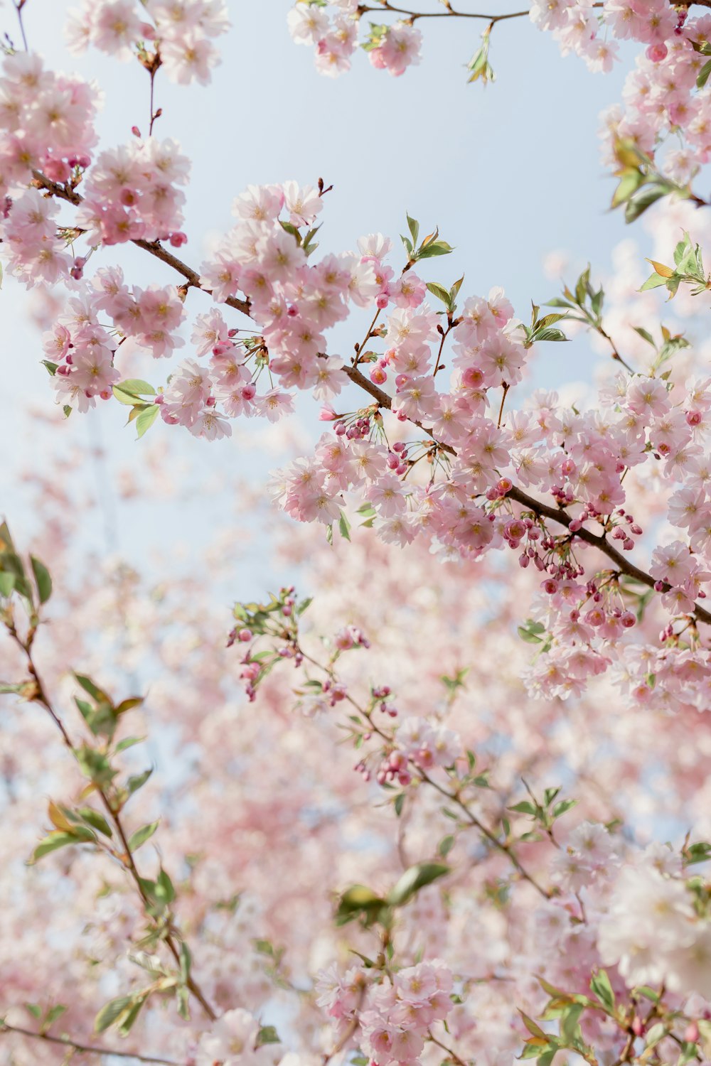 a tree with lots of pink flowers on it