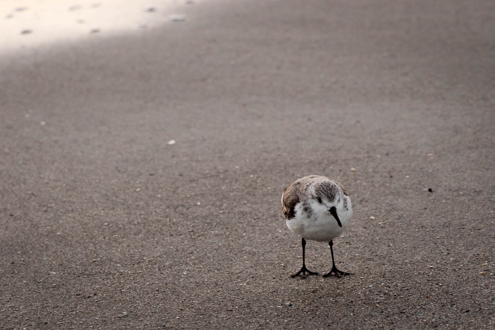 a small bird standing on a sandy beach