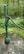 A rustic green hand water pump is mounted on a concrete surface surrounded by a lush forest. The forest floor is covered with green vegetation and moss. The pump handle is long and metallic, and the pump itself shows signs of wear with chipped paint.