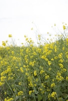 Wide shot of a lush mustard field swaying in the breeze.
