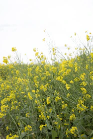 Sunlight filtering through lush mustard plants swaying gently in the breeze.