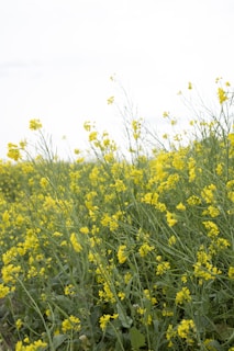 Wide shot of a lush mustard field swaying in the breeze.