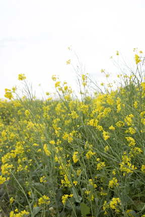 Golden mustard oil bottles gleaming against a lush mustard field under a warm sun.