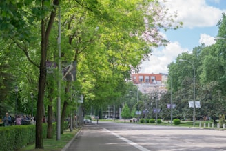Volunteers planting trees along a busy Parramatta street on a sunny day.
