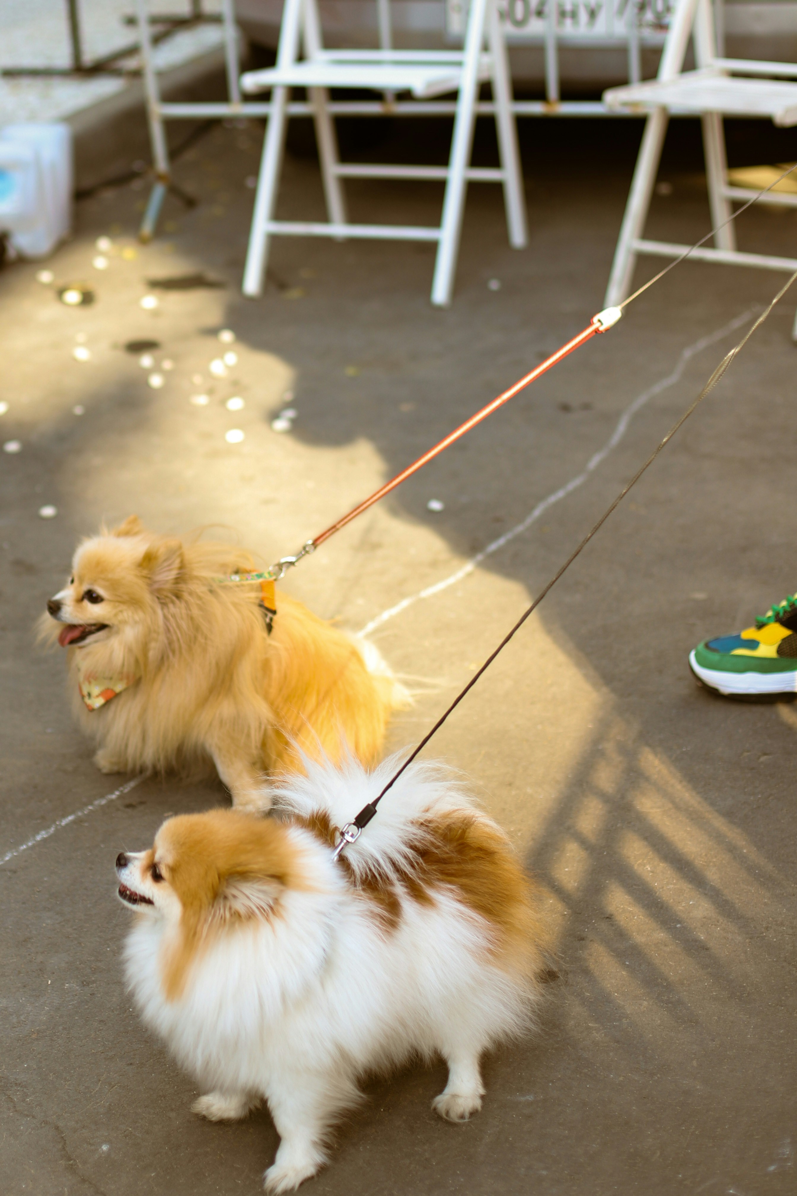 Dog happily stepping into a harness with owner's assistance