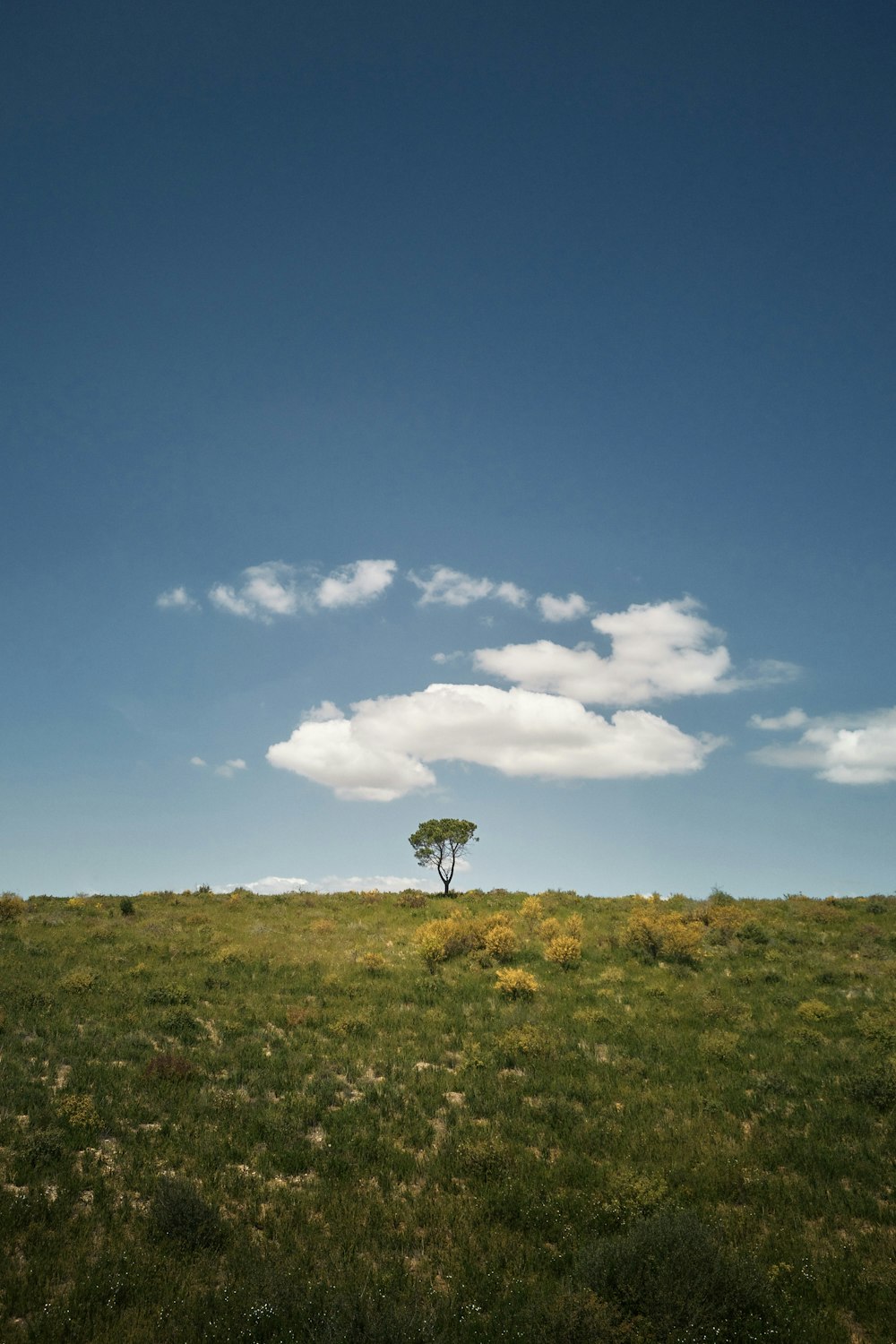 a lone tree in the middle of a grassy field