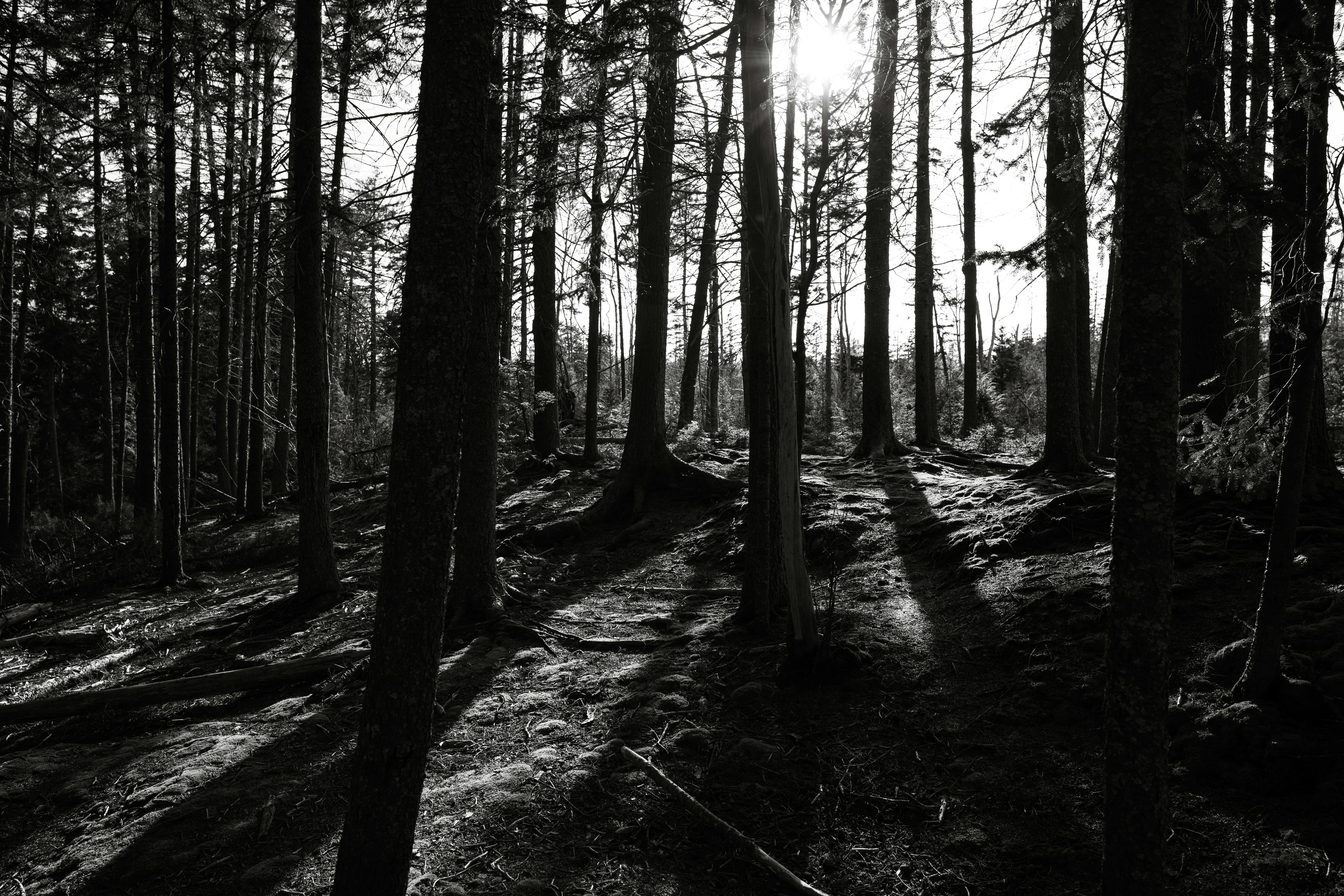 Photo by iamchetanpreet