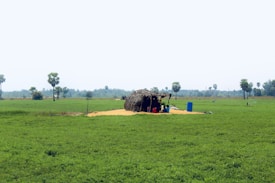 A rural landscape featuring a thatched structure in the middle of a green field. Several people are gathered under the shelter, with a blue barrel visible nearby. The distant background includes a line of trees and a hazy sky.