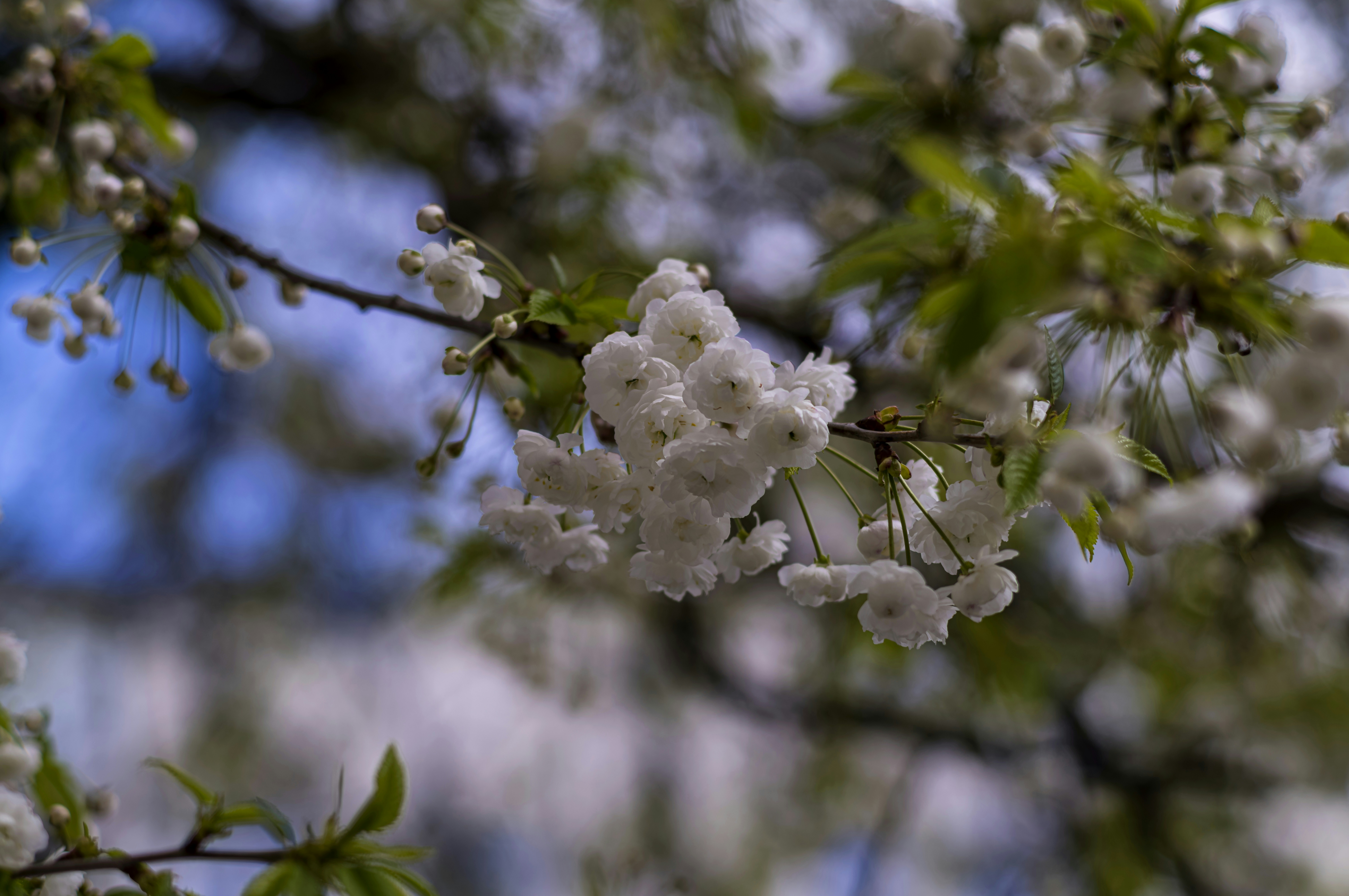 Photo by dieter_muenchen