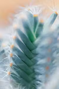 Cactus plant thumbnail