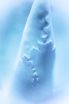 A close-up view of a shark fin with visible serrated edges. The image displays soft, cool tones with a smooth, almost silky texture. The background is blurred, emphasizing the fin's surface details.