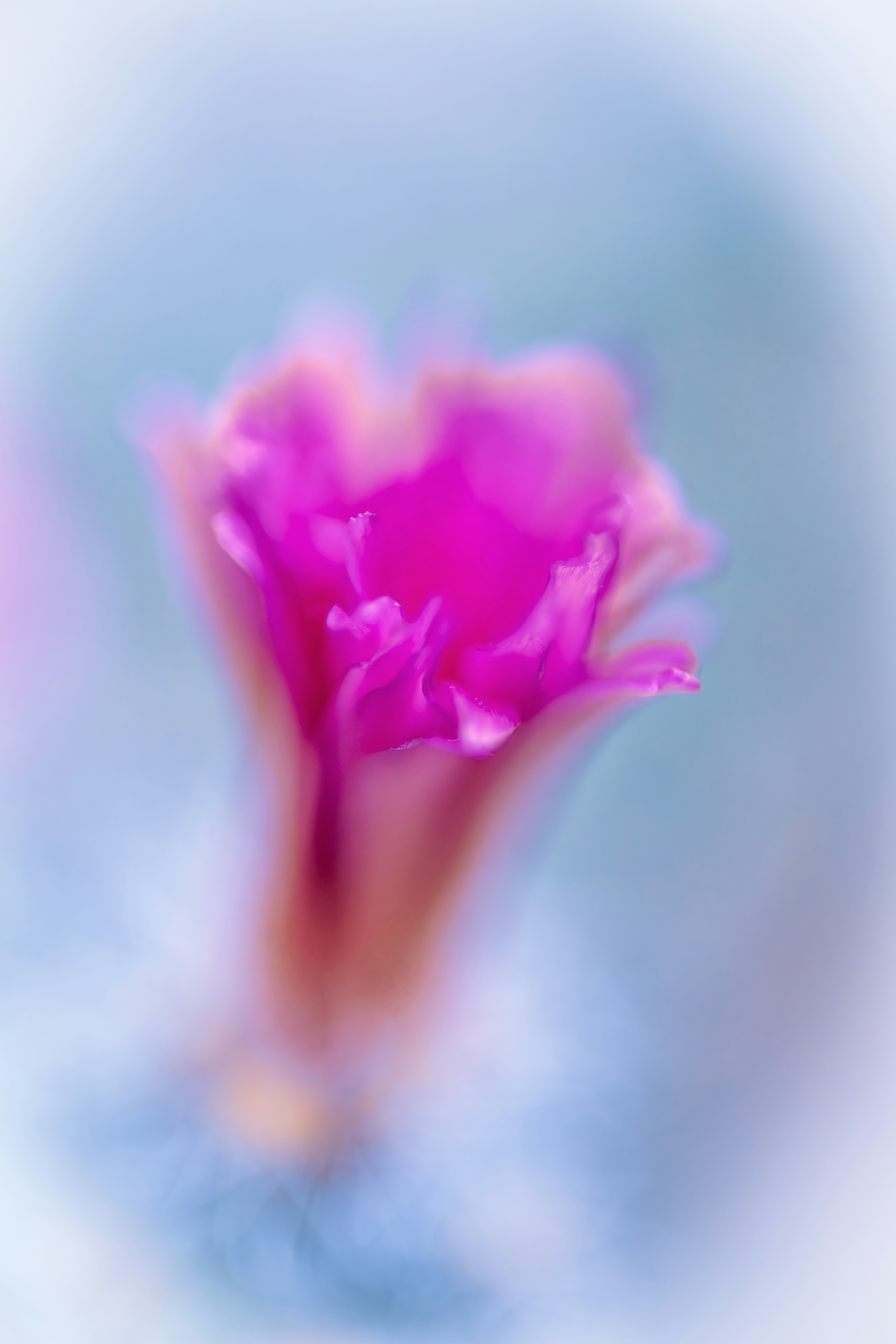 Photo by floratropicana