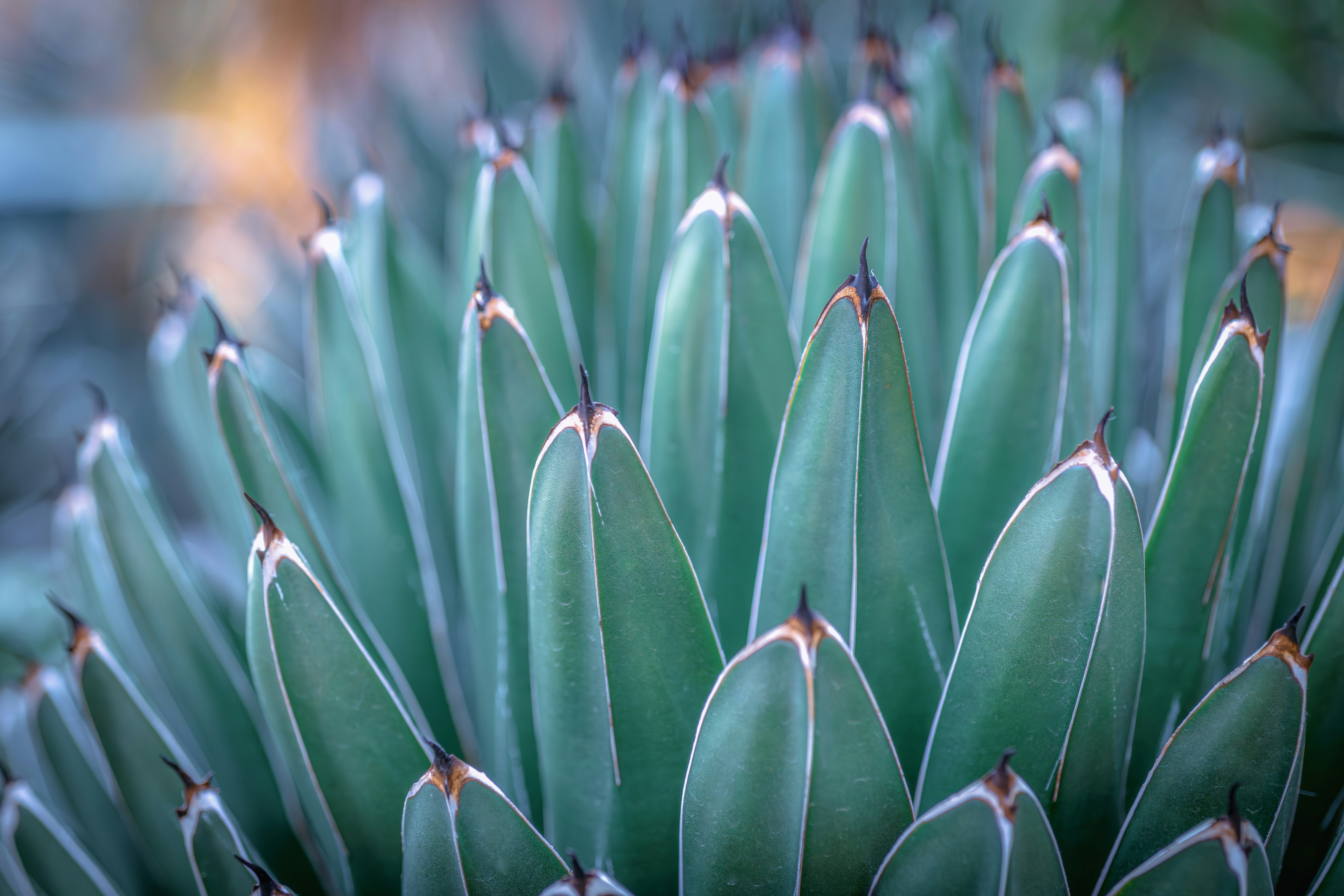 Agave plant