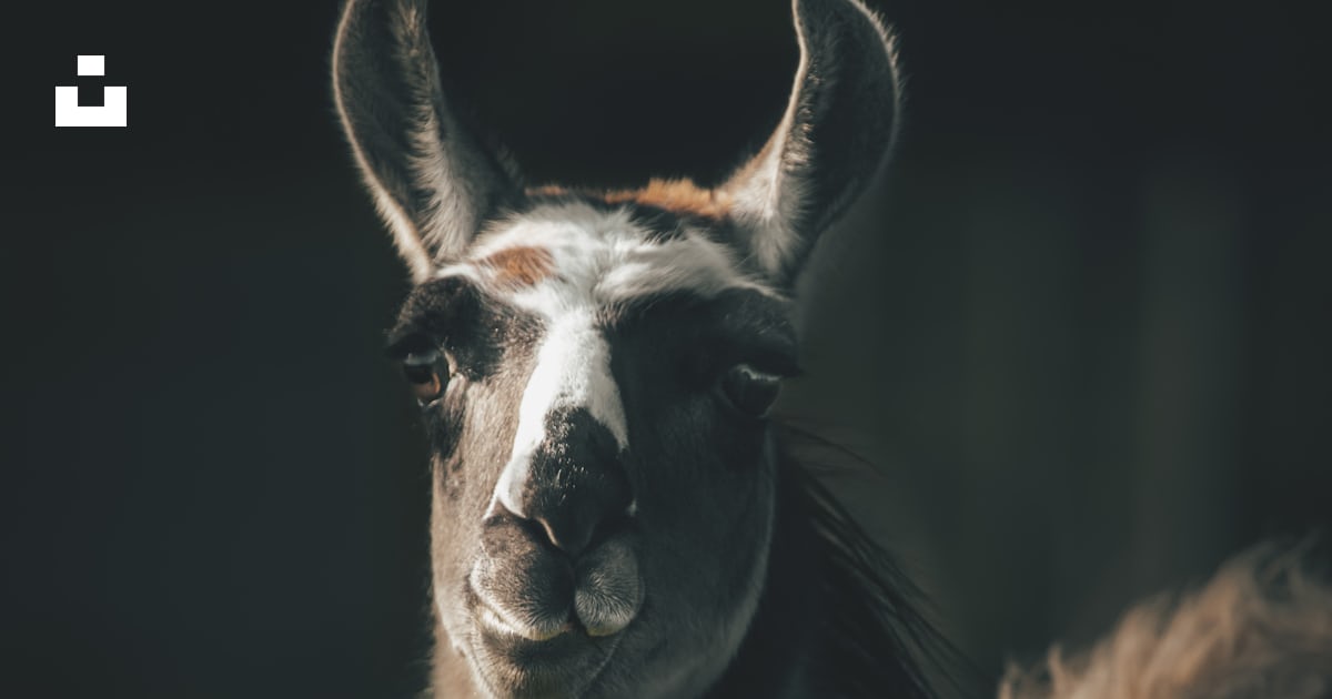 Eine Nahaufnahme eines Lamas mit langen Haaren Foto Kostenloses Bild