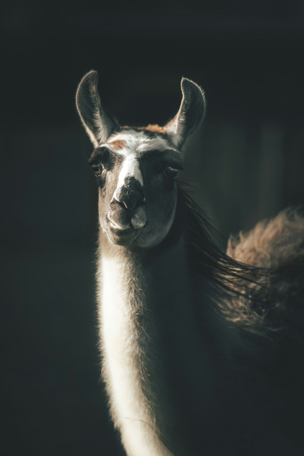 a close up of a llama with long hair