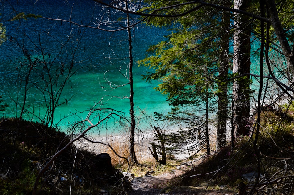 a view of a body of water through some trees